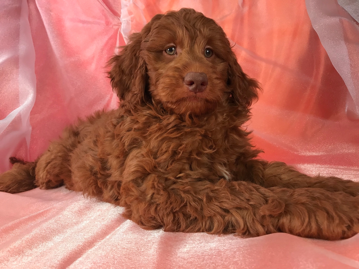 Miniature Goldendoodle Puppy For Sale-Dark Green Eyes-Ready Now!